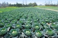 Pengzhou, China: Fields of Cabbages