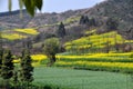 Pengzhou, China: Fields of Garlic and Rapeseed Royalty Free Stock Photo