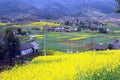 Pengzhou, China: Fields of Yellow Rapeseed