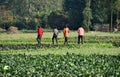 Pengzhou, China: Four Women Walking in Field