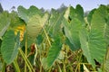 Pengzhou, China: Giant Taro Leaves