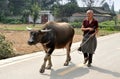 Pengzhou, China: Man Walking Water Buffalo Royalty Free Stock Photo