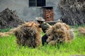 Pengzhou, China: Old Woman Lifting Dried Bales
