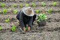 Pengzhou, China: Old Woman Planting Vegetables