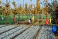 Pengzhou, China: Old Woman Sitting in Field