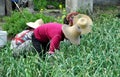 Pengzhou, China: Three Women Picking Garlic