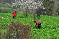Pengzhou, China: Two Women Picking Vegetables Royalty Free Stock Photo