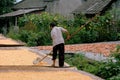 Pengzhou, China: Woman Raking Corn Kernels