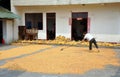 Pengzhou, China: Woman Raking Corn Kernels