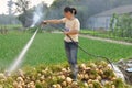 Pengzhou, China: Woman Washing Turnips