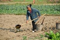 Pengzhou, China: Woman Watering in Field Royalty Free Stock Photo