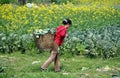 Pengzhou, China: Woman Working on Farm