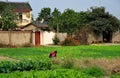 Pengzhou, China: Woman Working in Field