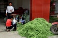 Pengzhou, China: Women Bagging Green Beans Royalty Free Stock Photo