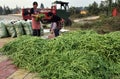 Pengzhou, China: Women Bagging Green Beans Royalty Free Stock Photo