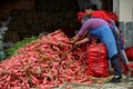 Pengzhou, China: Women Bagging Radishes Royalty Free Stock Photo