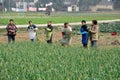 Pengzhou, China: Women Harvesting Garlic