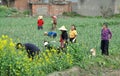 Pengzhou, China: Women Harvesting Garlic