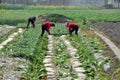 Pengzhou, China: Women Harvesting Radishes