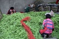 Pengzhou, China: Women Sorting Green Beans