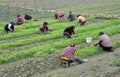 Pengzhou, China: Women Working in Field