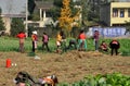 Pengzhou, China: Workers Harvesting Garlic