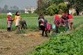 Pengzhou, China: Workers Harvesting Garlic