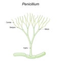 Penicillium anatomy. Structure of a Microscopic fungi