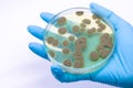 Penicillium, ascomycetous in petri dish for well as food and drug production.