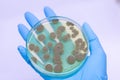 Penicillium, ascomycetous in petri dish for well as food and drug production. Royalty Free Stock Photo