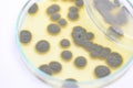 Penicillium, ascomycetous in petri dish for well as food and drug production.