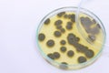 Penicillium, ascomycetous in petri dish for well as food and drug production. Royalty Free Stock Photo