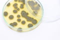 Penicillium, ascomycetous in petri dish for well as food and drug production. Royalty Free Stock Photo