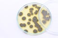 Penicillium, ascomycetous in petri dish for well as food and drug production.