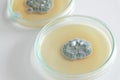 Penicillium fungi on agar plate Royalty Free Stock Photo
