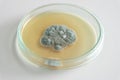 Penicillium fungi on agar plate Royalty Free Stock Photo
