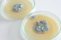 Penicillium fungi on agar plate Royalty Free Stock Photo