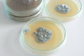 Penicillium fungi on agar plate Royalty Free Stock Photo