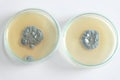 Penicillium fungi on agar plate Royalty Free Stock Photo
