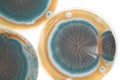 Penicillium fungi on agar plate Royalty Free Stock Photo