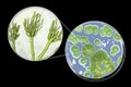 Penicillium mold fungi, illustration and photo of colony grown on nutrient medium Royalty Free Stock Photo