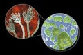 Penicillium mold fungi, illustration and photo of colony grown on nutrient medium