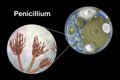 Penicillium mold fungi, illustration and photo of colony grown on nutrient medium Royalty Free Stock Photo