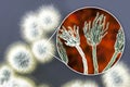 Penicillium mold fungi, illustration and photo of colony grown on nutrient medium Royalty Free Stock Photo