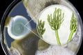 Penicillium mold fungi, illustration and photo of colony grown on nutrient medium