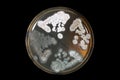 Penicillum fungi on agar plate over black Royalty Free Stock Photo