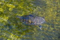 Peninsula cooter swimming in a lake in Florida Everglades Royalty Free Stock Photo