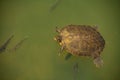 Peninsula cooter & x28;Pseudemys peninsularis& x29; turtle with yellow stripes swimming in a pond with fish Royalty Free Stock Photo