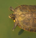 Peninsula cooter & x28;Pseudemys peninsularis& x29; turtle with yellow stripes swimming in a pond with fish Royalty Free Stock Photo