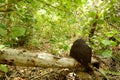 Peninsula de Zapata National Park in Cuba